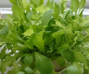 img_vege